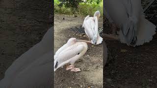 The Pelican Brief  St James Park London 🏃🇬🇧🏃 [upl. by Julie]