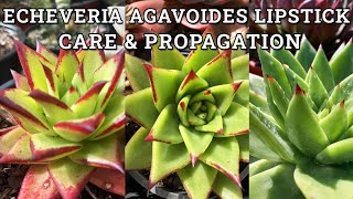 Echeveria agavoides Lipstick Care amp Propagation [upl. by Supple]