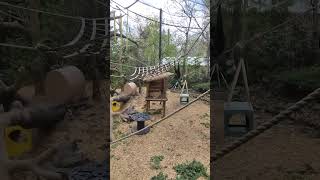 More Gibbons gibbons monkey swinging hanging playing zoo cool zoovisit [upl. by Atsylac467]