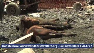 Help Save Soweto Scrapheap Horses [upl. by Myers244]