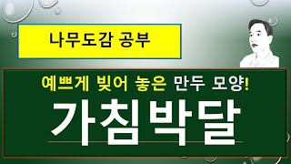 가침박달은 어떤 나무일까  가침박달 vs 박달나무 특징 용도 [upl. by Yniar]