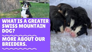 What Is a Greater Swiss Mountain Dog  More About Our Breeders  VLOG Ep 3 [upl. by Sotos]