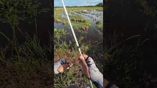 Snakehead misscall 😂 fishing djiosmo4se actioncamera fish djiosmo4 djicamera angler dji [upl. by Wing]