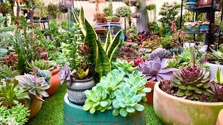 Healthy Succulent Arrangement Multiplies So Fast [upl. by Alathia817]