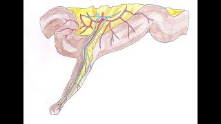 DIVERTICULE DE MECKEL GASTRO ENTEROLOGIE [upl. by Ruberta]