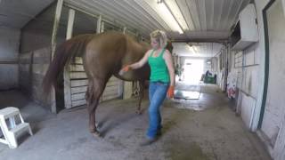 Stasis Equine Massage Therapy STRETCHING HINDQUARTERS [upl. by Ahsaetal]