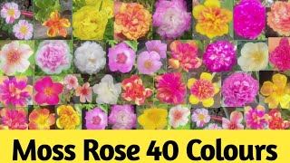 40 rare variety of Portulaca grandiflora flowers variety of table rose Moss rose varities [upl. by Hanahs]