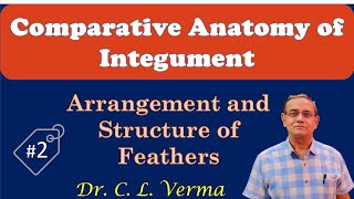 Arrangement and Structure of Typical Feather [upl. by Nibas]