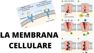 La membrana cellulare trasporto funzione struttura [upl. by Llertnahs78]