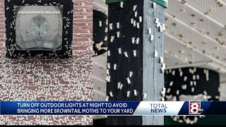 How to keep newly hatched browntail moths from invading your yard [upl. by Oflodor141]