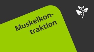 Funktion der Muskeln Kontraktion  Biologie  Humanbiologie [upl. by Donal]