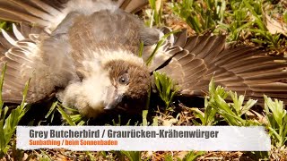 Juvenile Grey Butcherbird Cracticus torquatus sunbathing [upl. by Madaras]