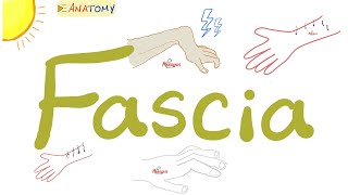 Fascia  Anatomy Terms  Anatomy Playlist [upl. by Aleemaj206]