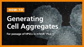 How to Generate Cell Aggregates and Passage Human Pluripotent Stem Cells hPSCs in mTeSR™ Plus [upl. by Zurciram230]