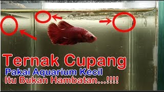 Cara Mudah Ternak Ikan Cupang Hias Pakai Aquarium Kecil Part 2 [upl. by Auhs365]