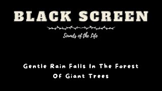 Gentle Rain Falls In The Forest Of Giant Trees Rain Sound For Deep Sleep Meditation  Black Screen [upl. by Mcmahon]