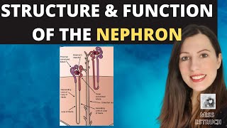 Biology  Structure of the Kidneys  Kidneys Part 23 28 [upl. by Yerxa]