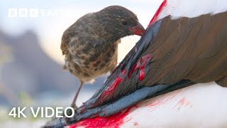 Bloodthirsty Birds turn into Vampires  A Perfect Planet  4K UHD  BBC Earth [upl. by Marleah]