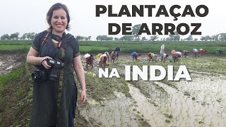 PLANTAÇAO DE ARROZ NA INDIA  CRIANÇAS SE DIVERTINDO [upl. by Montagu]