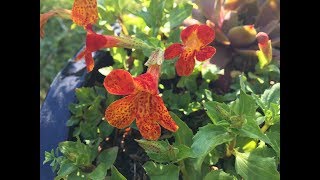 16 Que planta é essa  Abeblomster  Mimulus  família Phrymaceae [upl. by Tirreg38]