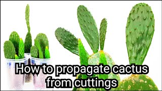 How to propagate cactus from cuttings Opuntia Cactus [upl. by Desdee]