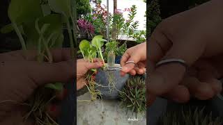 Money plant root pruning [upl. by Anilemrac]