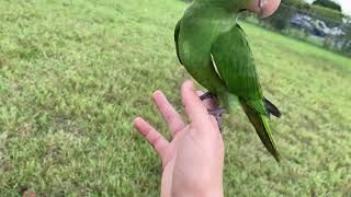 White eyed conure free flying [upl. by Khoury217]