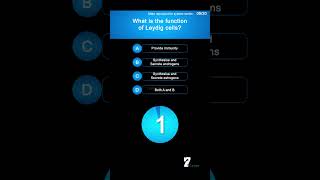 What is the function of Leydig cells [upl. by Jola]