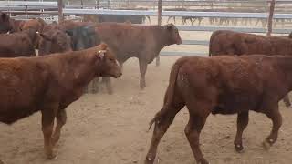 40 ELDERSLIE SANTA  SHORTHORN CROSS WEANER STEERS amp BULLS HGP FREE  AV 1843KG CURFEWED [upl. by Rue699]