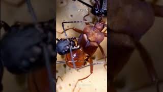 This Beetle Can Trick Ants [upl. by Chadd]