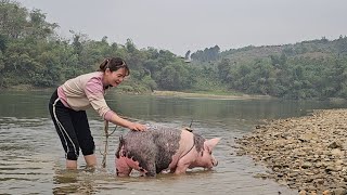 Take the pig to the river to bathe Growing corn as food for pigs and chickens  Tập 252 [upl. by Llevert]