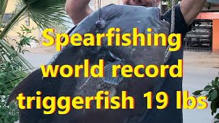 Spearfishing world record triggerfish 185 pounds Shot it right in the a [upl. by Catlaina]