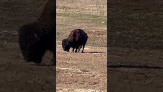 Amazing Wichita mountains wildlife refuge positivevibs subscribe 😉 ♥️ [upl. by Osnohpla378]