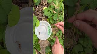 How to harvest Blue Vervain Verbena hastata seeds [upl. by Eedissac]