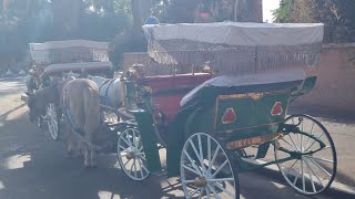 جولة بالكو تشي في مراكش  Un Tour En Calèche à Marrakech maroccoجامع الفنا اكاديراشتوكة [upl. by Sudnor]