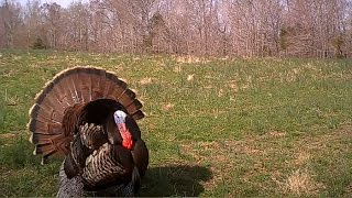 Gobblers Spitting and Drumming  Calling All Turkeys [upl. by Madelin29]