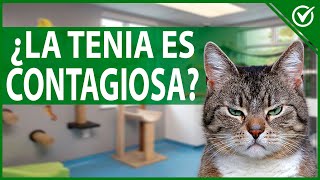 🐱 Tenia en Gatos Causas Síntomas y Tratamiento  Mi Gato Tiene Lombrices 🐱🧫 [upl. by Eidob955]