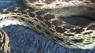 Snake Eats Rat Alive 3 of 3 [upl. by Anirdnajela]