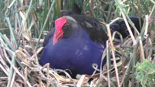 Australasian Swamphen 5 [upl. by Anikahs824]