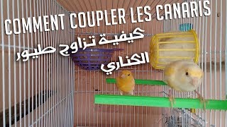 Comment Coupler les Canaris  كيفية تزاوج طيور الكناري [upl. by Akirdnahs]