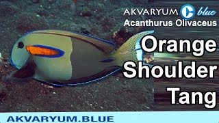 Acanthurus Olivaceus  Orange Shoulder Tang [upl. by Caesar104]