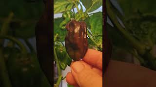 Growing Chocolate Habanero On A Windowsill [upl. by Terence]