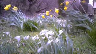 Snowdrops and Daffodils Spring Timelapse [upl. by Annay]