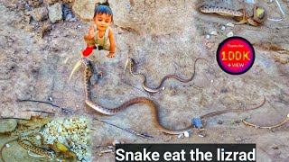 king cobra eating lizard  nang and chipkali viralvideo [upl. by Ozan]