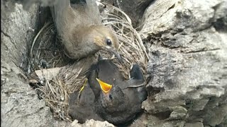 Robin bird  Robin bird nest and eggs [upl. by Htes600]