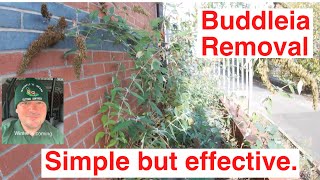 Buddleia Removal Simple But Effective [upl. by Dwinnell]