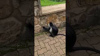 Colobus monkey at Home [upl. by Elumas522]