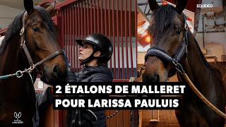 2 fabuleux étalons de Malleret pour Larissa Pauluis [upl. by Jeremias608]