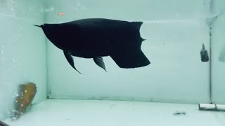 Super Black Arowana Fish  Top 10 Rare Arowana In Asia [upl. by Ybab]