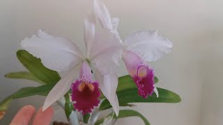 Winter blooming orchid species Cattleya trianaei  Cattleya trianae  second blooming at home in UK [upl. by Adnahcir684]